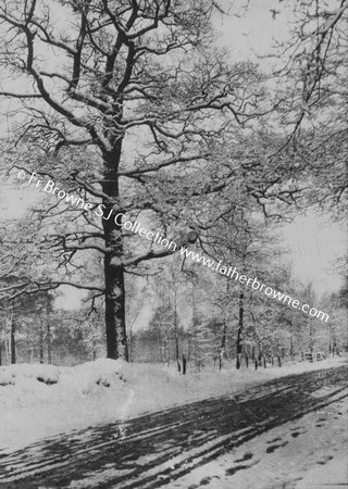 WINTRY SCENE  SNOW AND TREES